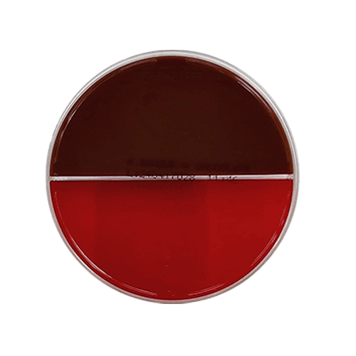 Biplaca sangue - chocolate ágar 1 Agar-Sangue-Chocolate-1
