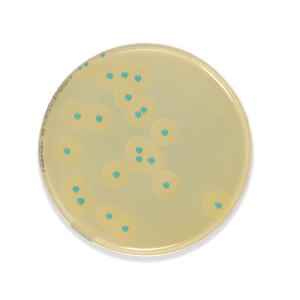 COMPASS-Listeria