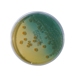 Cled-Agar
