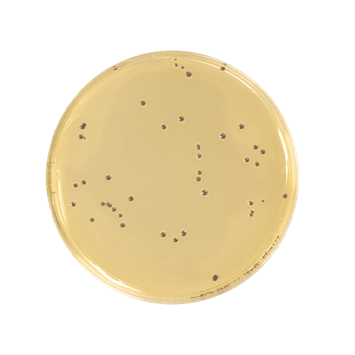 Easy staph 1 EASY-Staph