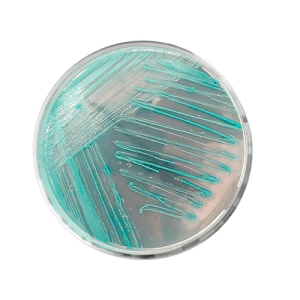 MRSA