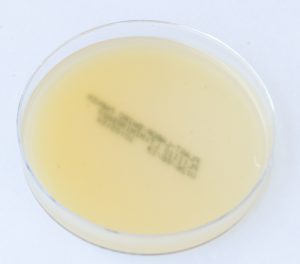 NBF_1545