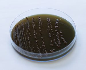 PL001271