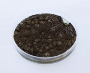 PL001282