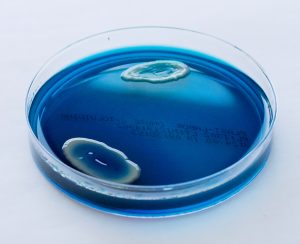 PL001302