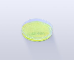 PL1170_site