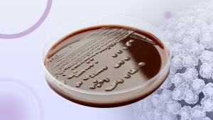 card_Neisseria-gonorrhoeae_blog